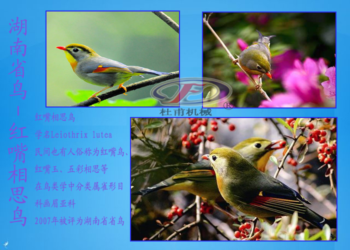 湖南省鳥紅嘴相思鳥 湖南省鳥紅嘴相思鳥